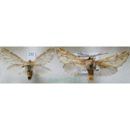 Ptilophora plumigera (Denis & Schiffermüller, 1775) pair Opusznica piórówka Czech28f